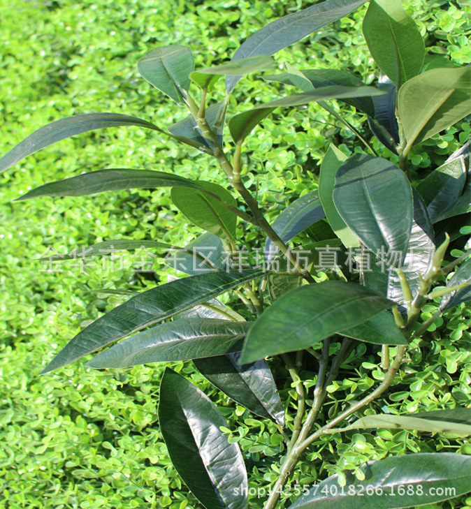 紫荆木叶树五叉枝39