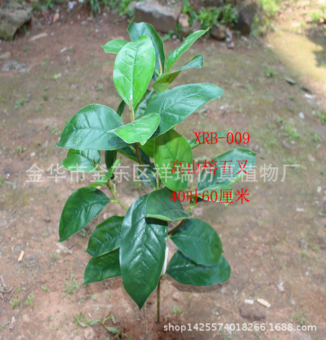 高山榕五叉枝40叶整