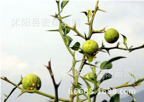枸橘李的别名,枸橘,沙苑子的别名(第10页)_大山谷图库