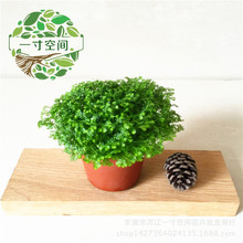 ���l΢���^ާ�ֲ�����Դ�녲� ����� �G����ɺ��ާ����A80��