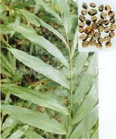 ɰ����  ɰ�ʾ���  �㾫����