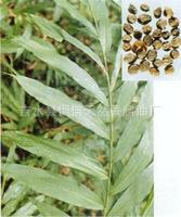 砂仁油  砂仁精油  香精香料