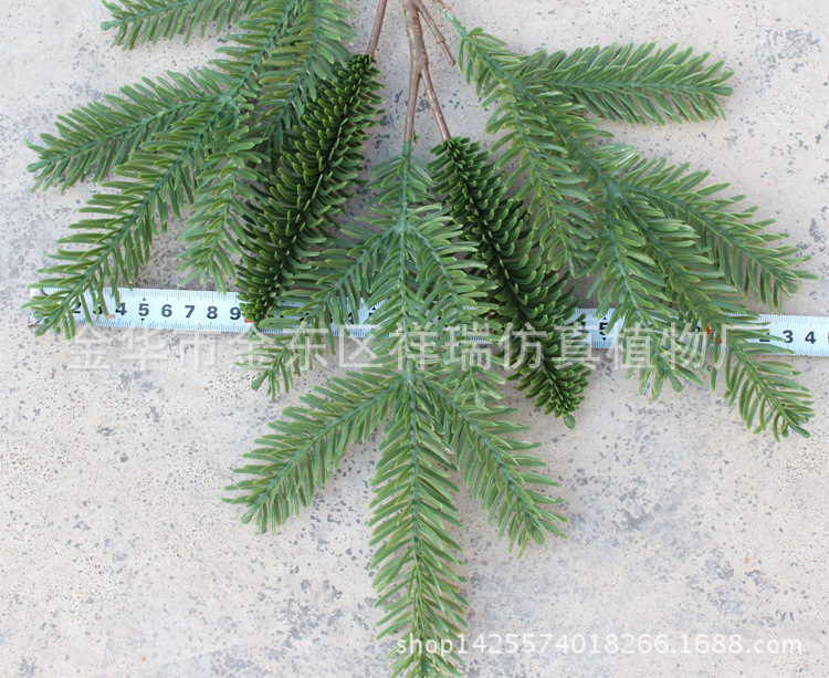 XRB-043岷江冷杉五叉枝17叶1果55厘米5