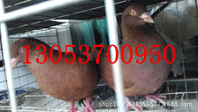 红卡奴鸽 落地王肉鸽种鸽的市场价格 黄卡奴 公斤鸽养殖场