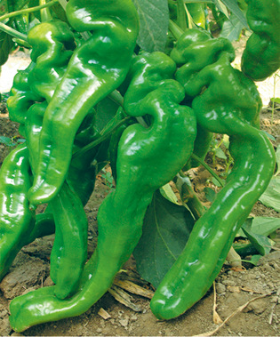 辣椒种子 高科螺丝王 早熟、辣味浓、口感好、抗性强 8g/袋 包邮|ms