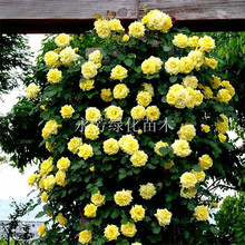 日本无刺蔷薇 日本无刺蔷薇品牌 图片 价格 日本无刺蔷薇批发 阿里巴巴