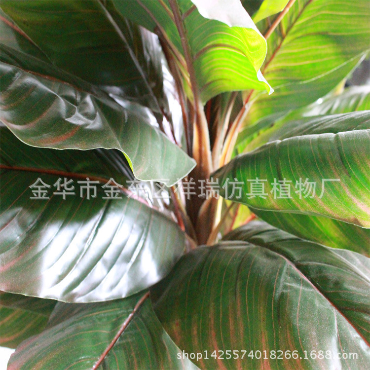 XRS-093单杆美人蕉叶树秋色叶子细节图1