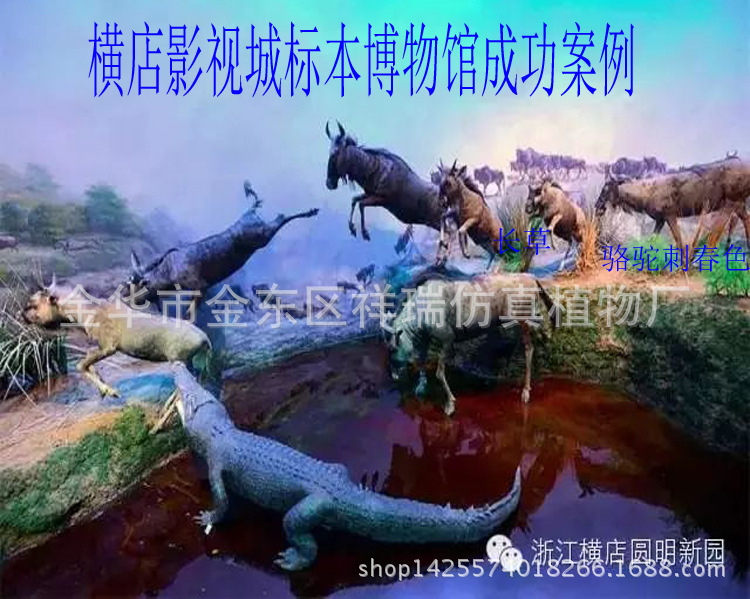 骆驼刺叶蜡烛树2