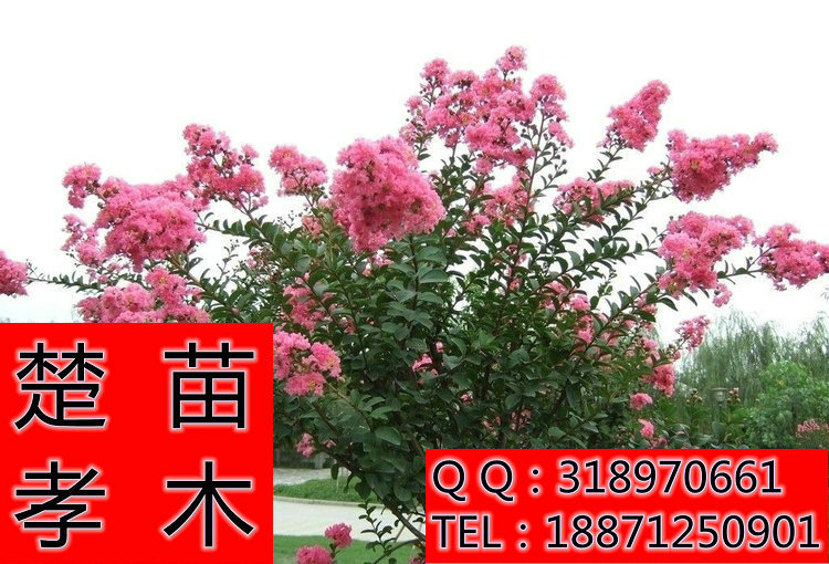 55e736d12f2eb93877a5dac1d76285