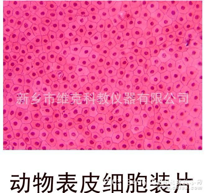 表层上皮细胞,上皮细胞,小圆上皮细胞(第4页)_大山谷图库