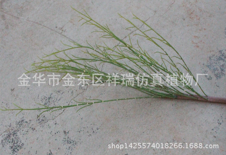 XRB-076梭梭草把束单枝近照1