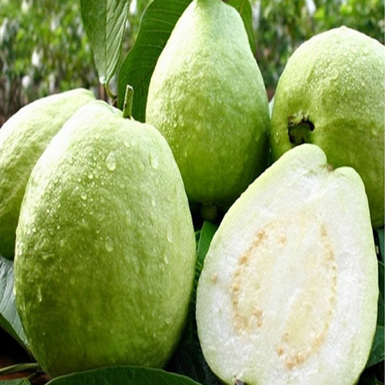 食用香精1327番石榴香精适用于饮料乳制品软糖饵料等产品