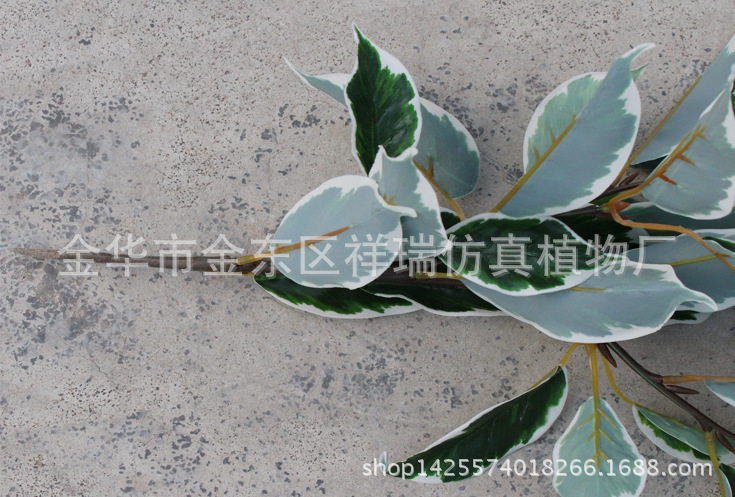 XRB-131四叉枝白边樟树叶44叶52厘米4