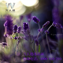 北京装饰画市场_北京装饰画市场价格_北京装