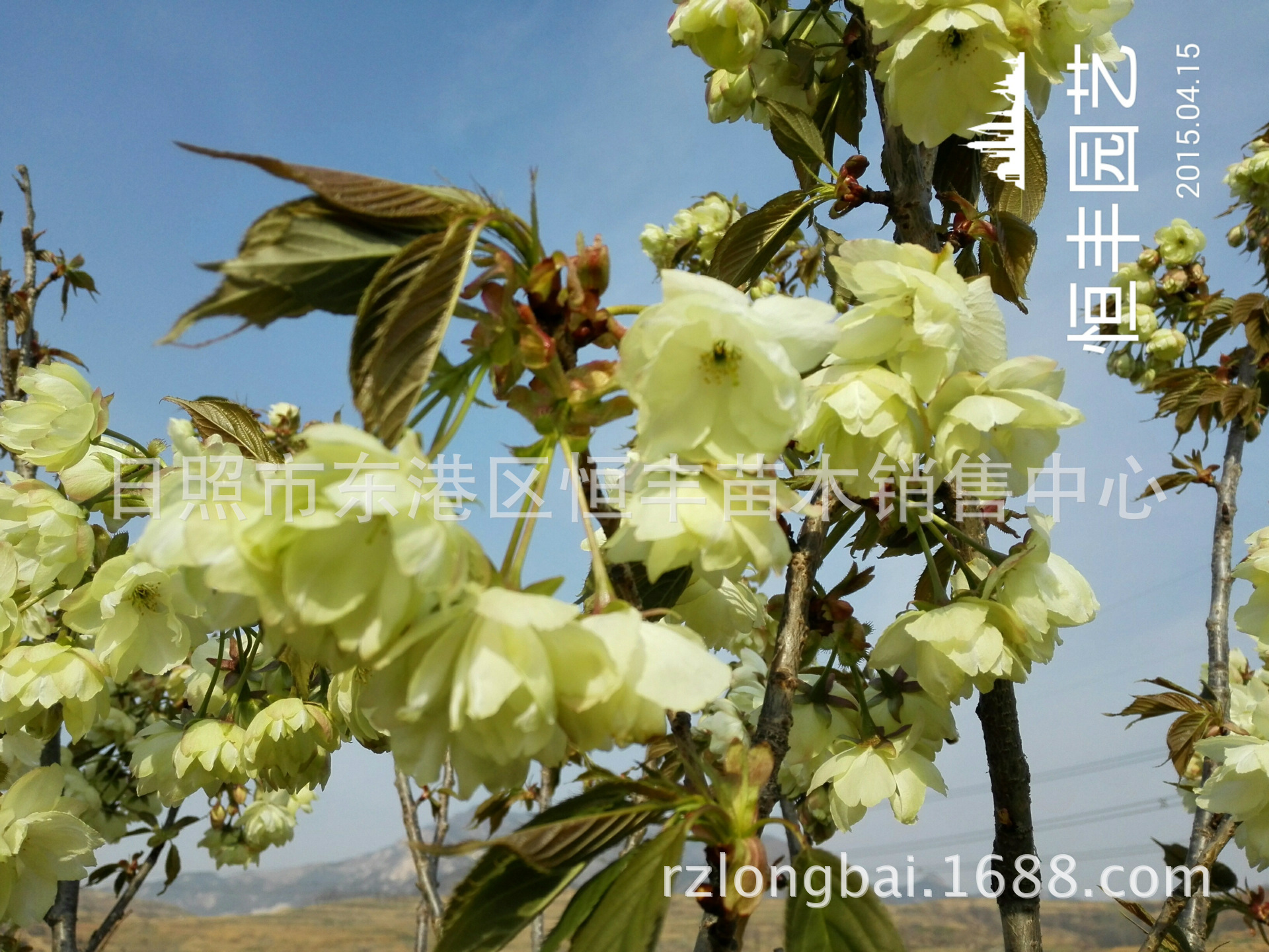 绿樱最新价格 供应郁金绿樱花 绿樱花 郁金樱花 绿樱-阿里巴巴