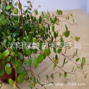 觀葉吊蘭圖片 海量高清觀葉吊蘭圖片大全 阿里巴巴