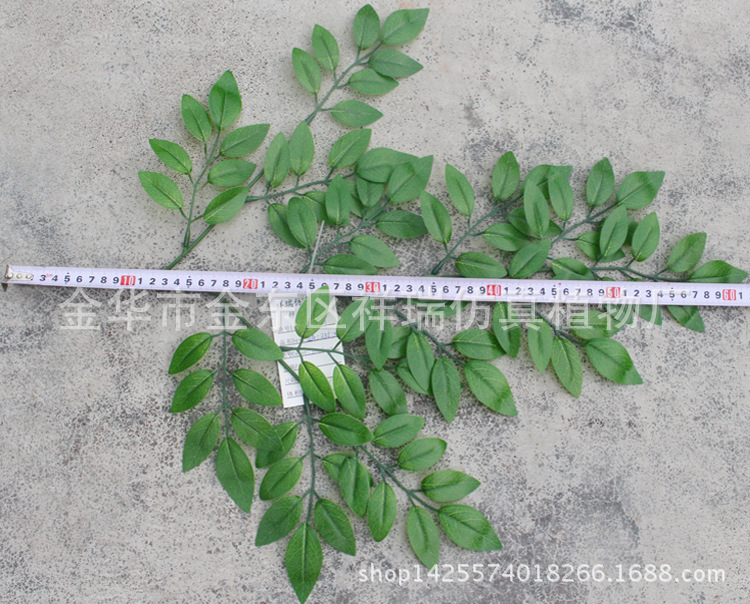 XRB-097豆花叶三叉支浅91叶60厘米叶子长