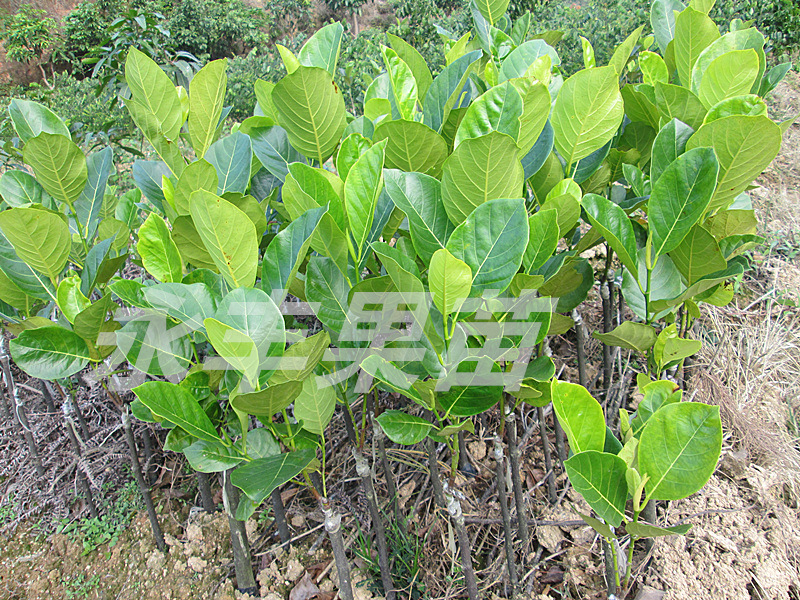 T2PelrXU4XXXXXXXXX-1698688142