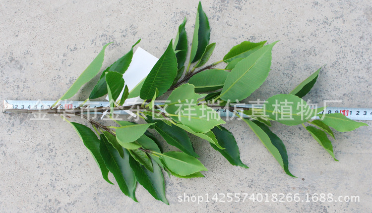 XRB-126四叉枝古茶叶48叶53厘米2