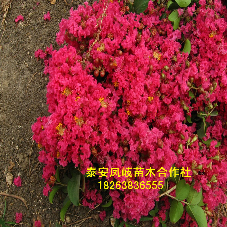 201381514386428