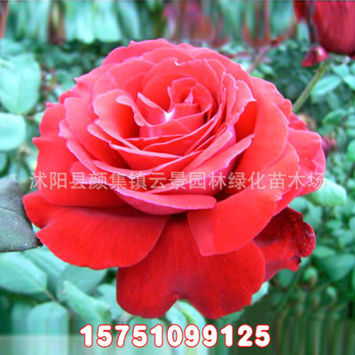 大紫光月季 銷售各種規格月季 庭院種植 淨化空氣 苗圃綠化苗