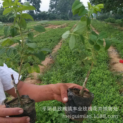 平阴玫瑰种苗丰花一号玫瑰花种苗食用玫瑰树玫瑰镇苗圃基地油玫瑰|ru