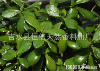 玉树油  单方精油  日化原料