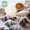 Moss micro -landscape, succulent potted marine landscaping natural millet snail shell conch decorative ornaments