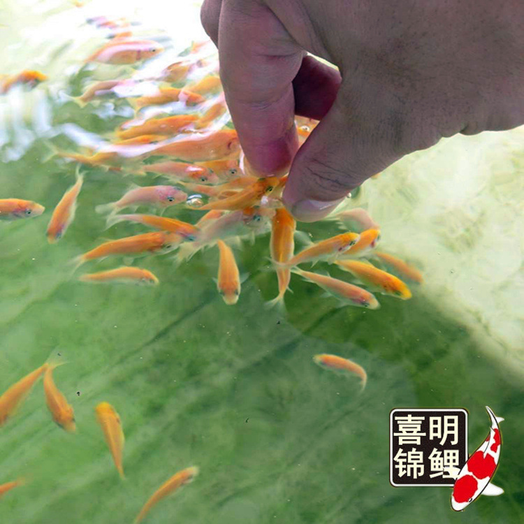 水花成长记录11