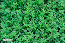 �����¿��~���b�ˮ�����쾰���Ϸ���ˮ�ݲ�ƺ�����CP43