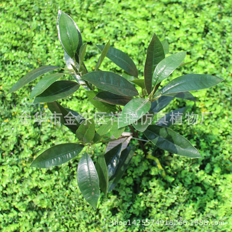 紫荆木叶五叉枝39叶子