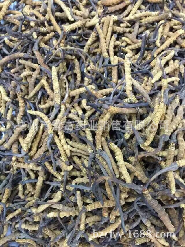 Cordyceps