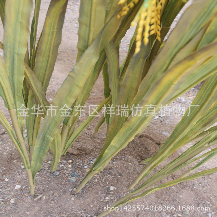 XRB-68单枝水稻6叶1穗80厘米5