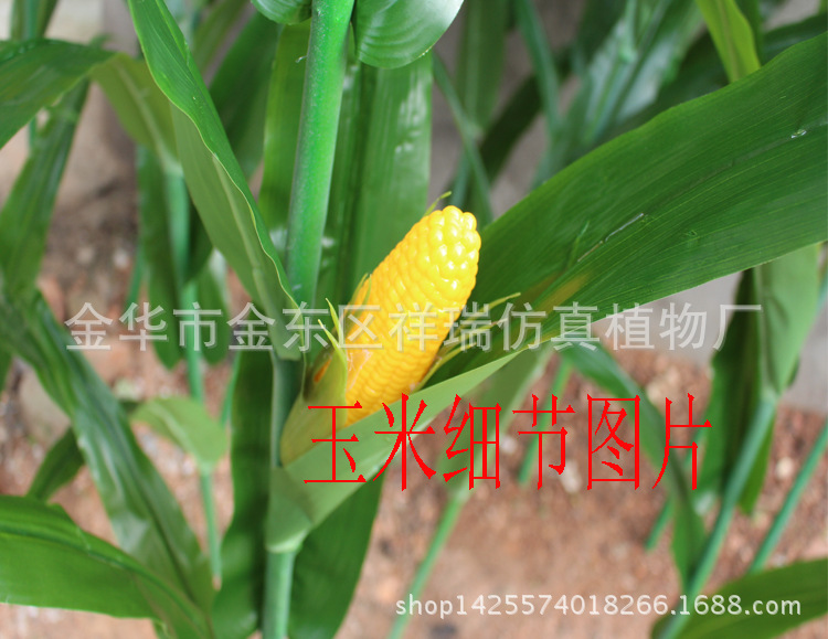 玉米细节图片