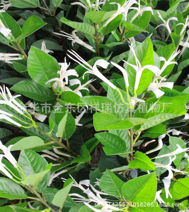 XRS-097金银花树1米花叶4