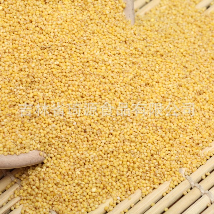 Low Temperature Roasted Millet Whole Grain Cereal for Congee and Soy Milk Northeast China quality and texture