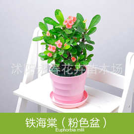 迷你花卉虎刺梅_迷你花卉虎刺梅价格_迷你花