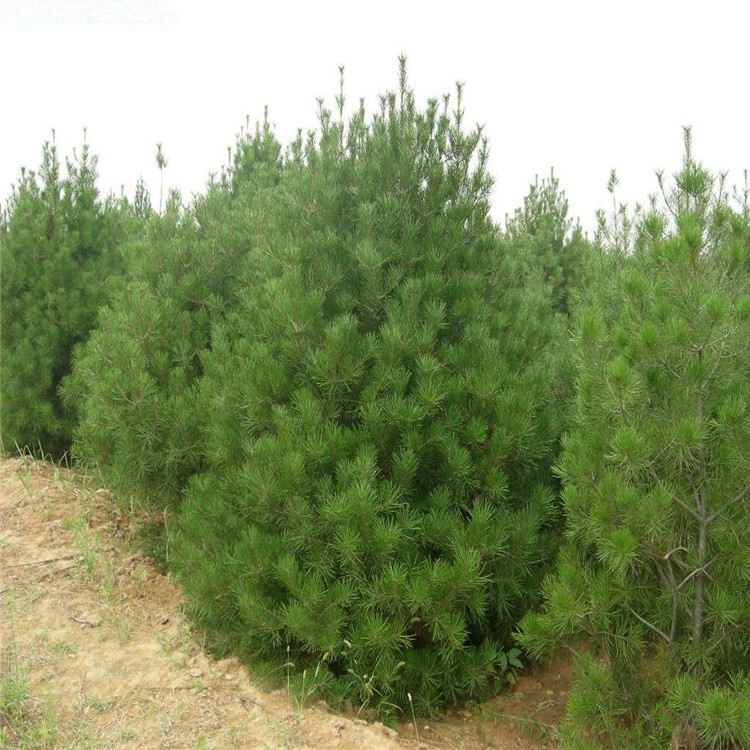 基地常年油松苗批发 绿化油松价格合理 规格齐全 量大优惠$-阿里巴巴