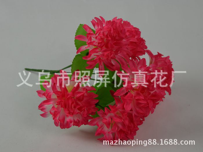 7頭爪菊12