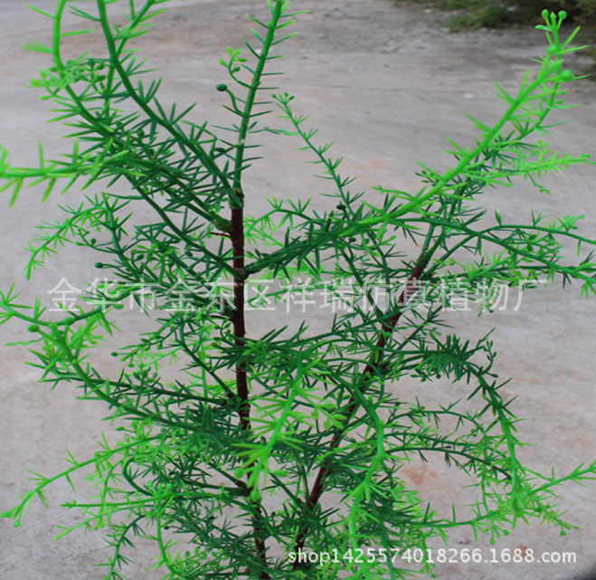 XRB-134骆驼刺叶2叉枝60叶春色1