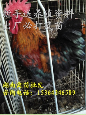 农家黑土鸡，山林、田地生态放养的黑土鸡苗 土鸡批发 草鸡价格