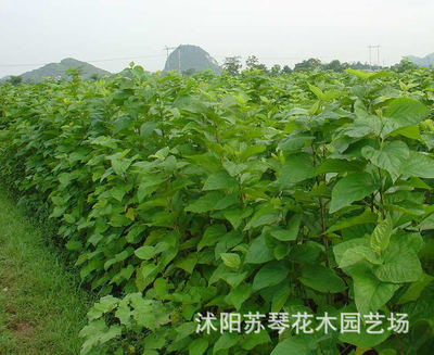 桑树苗 长新鲜桑叶养蚕宝宝 桑葚苗果桑树桑苗 40-60厘米左右高|ru