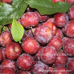 批发李子果树苗 嫁接脆红李子树苗 清脆爽口李子当年结果苗