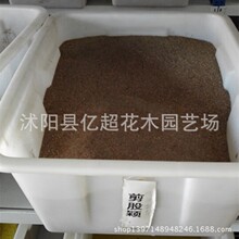 批发四季青细弱型剪股颖草种 剪股颖草坪种子耐寒耐热耐践踏树苗