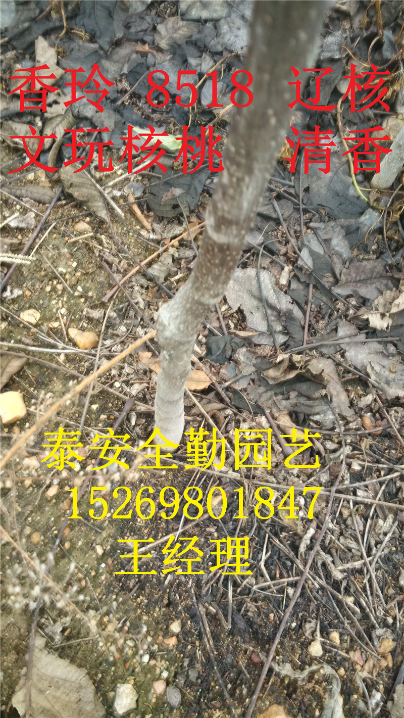 核桃苗IMG_20151201_104730_副本