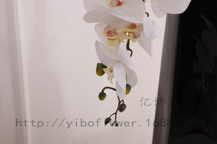 Phalaenopsis PVC 20