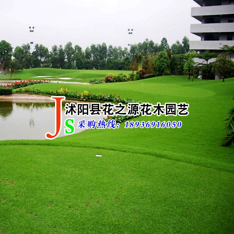 供应低矮果岭草籽系列 匍匐剪股颖草籽 高尔夫球场专用|ms