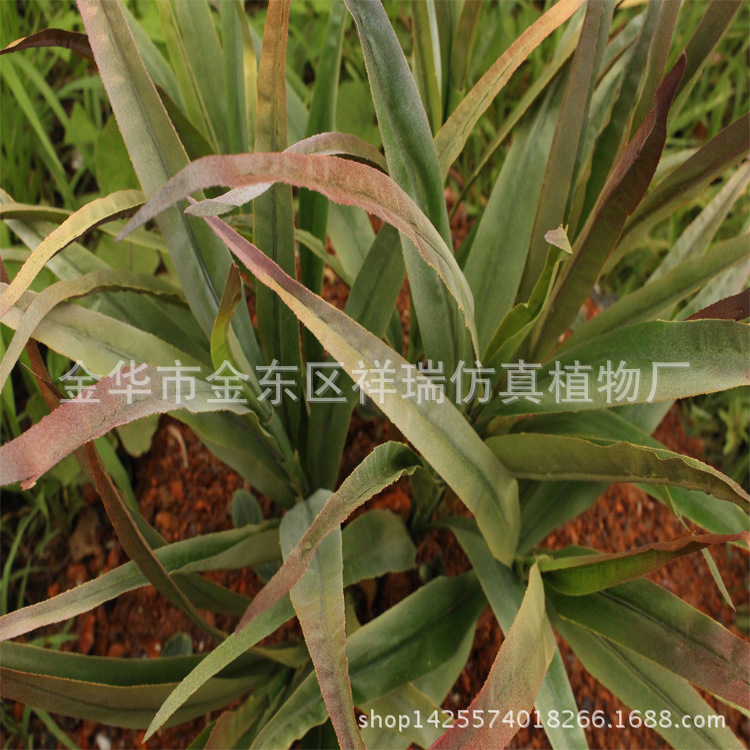 XRS-079把束芒草芦苇叶10叶45CM近照