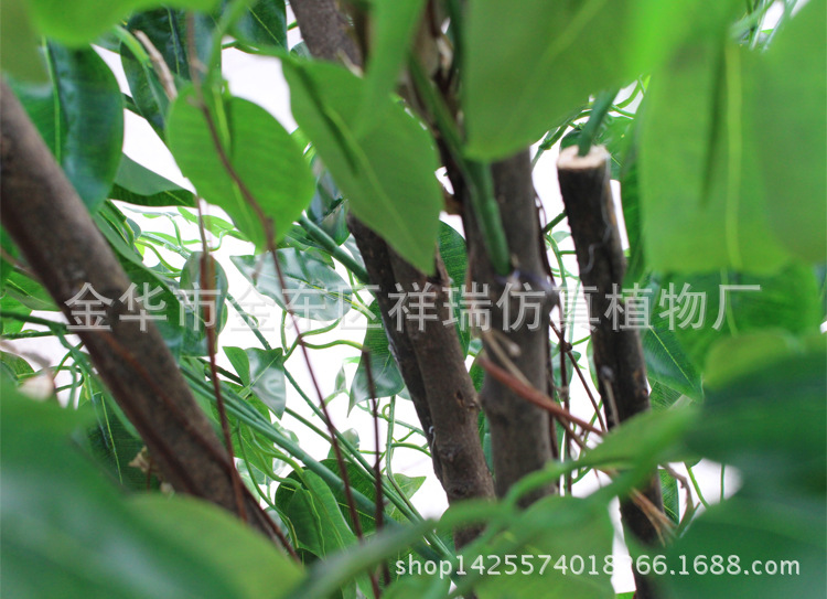 XRS-107古龙树头绿榕树1512叶150厘米2