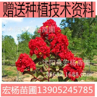基地批发红火箭紫薇小苗百日红小苗美国红花紫薇树苗速生紫薇苗